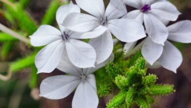 Photo of दुर्मिळ वनस्पती – चित्रक (Plumbago zeylanica)