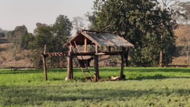 Photo of जागलीचा साथीदार – मचांग