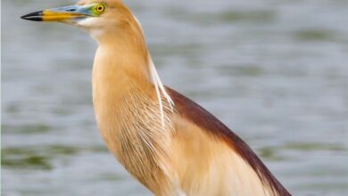 Photo of हुशार शिकारी : भुरा बगळा  (Indian Pond Heron)