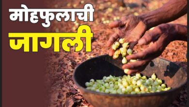 Photo of मोहफुलाची जागली 