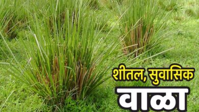 Photo of शीतल सुवासिक – वाळा (vetiver)