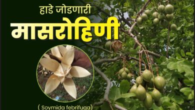 Photo of हाडे जोडणारी – मांसरोहिणी ( Soymida febrifuga)