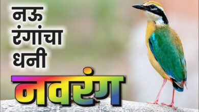 Photo of नऊ रंगाचा धनी – नवरंग (Indian Pitta)