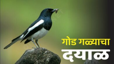 Photo of गोड गळ्याचा :- दयाळ  (oriental magpie-robin)