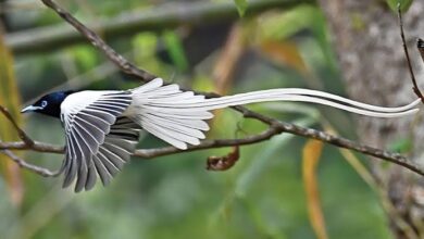 Photo of देखणा स्वर्गीय नर्तक ( Asian Paradise-flycatcher)