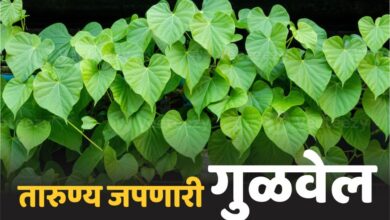 Photo of तारुण्य जपणारी गुळवेल (Tinospora cordifolia.)