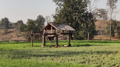 Photo of सर्वसामान्य अनुभवणार जंगलातील रात्र 