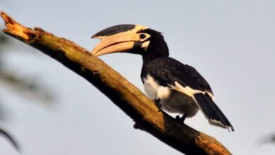 Photo of जंगलाचा शेतकरी धोक्यात